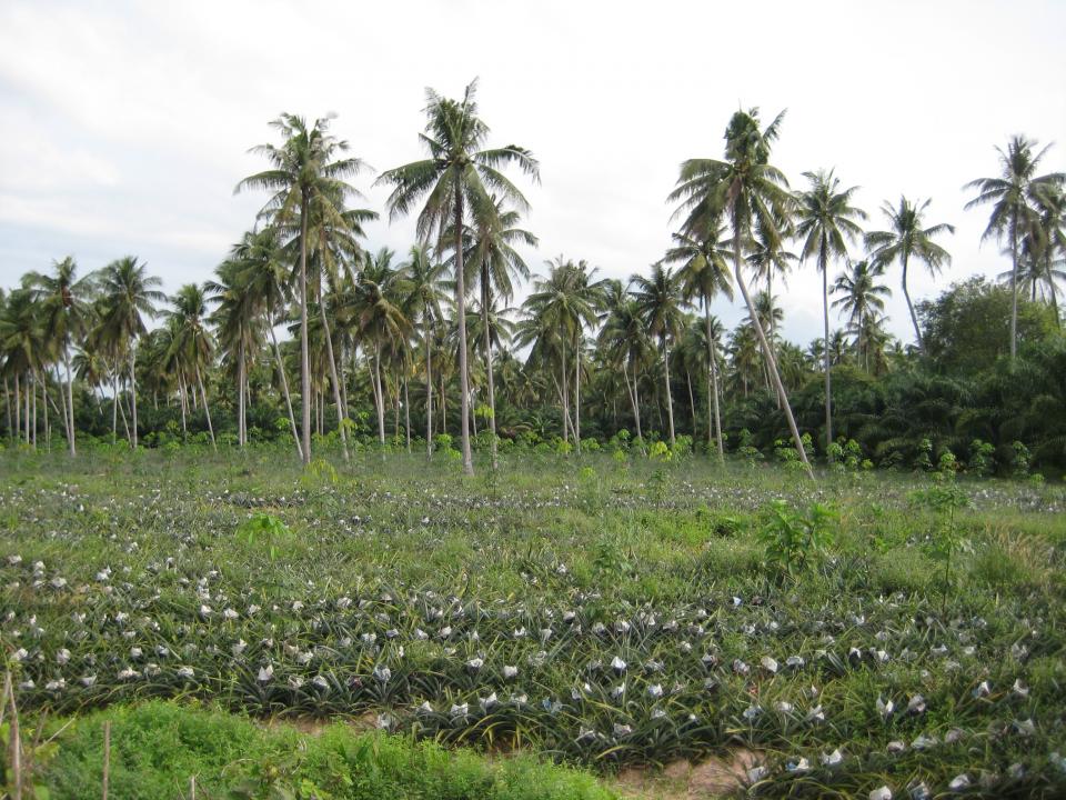 Pineapple plantation (foreground)