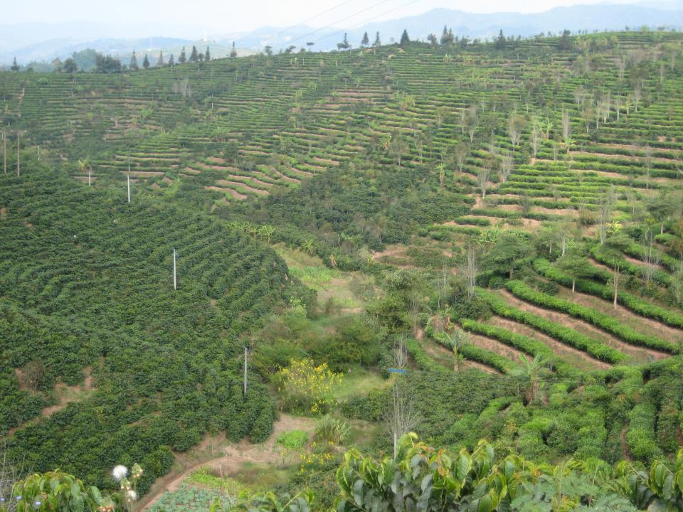 Coffee and Tea Plantation - coffee to the left, tea to the right