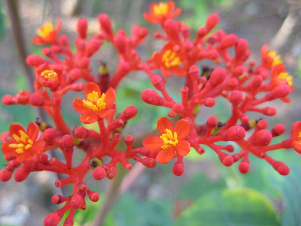 Fiery Flowers - in Xishuangbanna Tropical Botanic Gardens